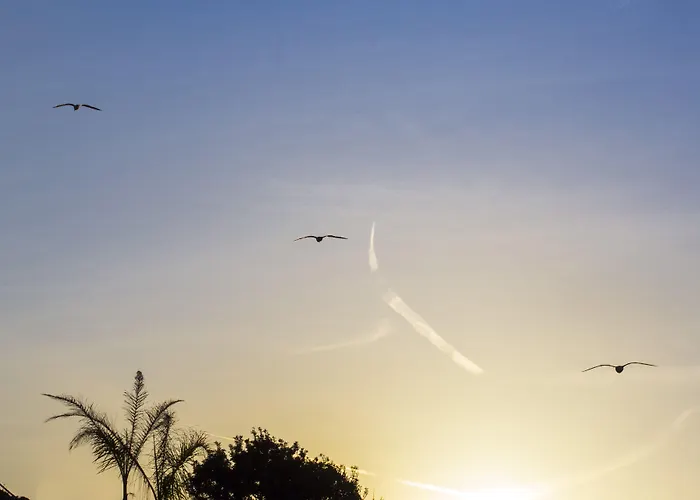 Pagoda Lifestyle Ischia